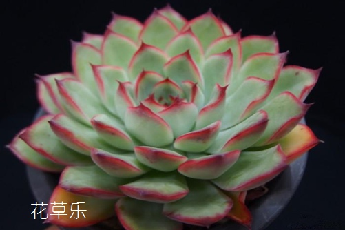 玫瑰花卉水4虎四虎永久在线精品免费,揭秘古老美容秘方的现代魅力